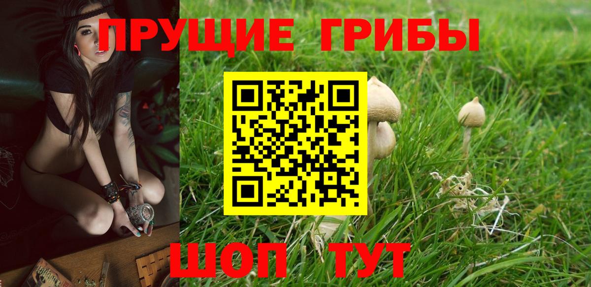 Асбест  Псилоцибиновые грибы Psilocybine cubensis  Вход с VPN 